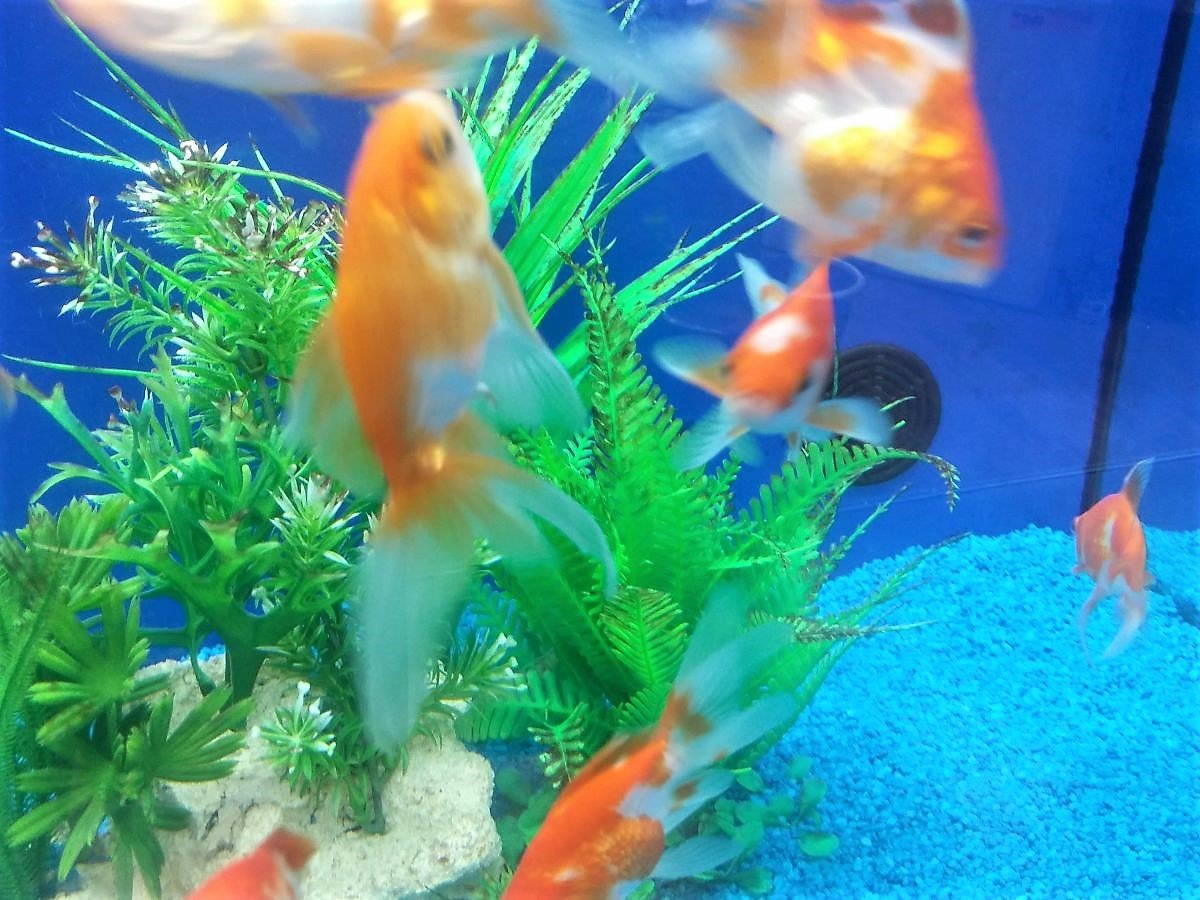 Dehner Aqua Aquarium Starterset - Komplettset für Anfänger und Fortgeschrittene