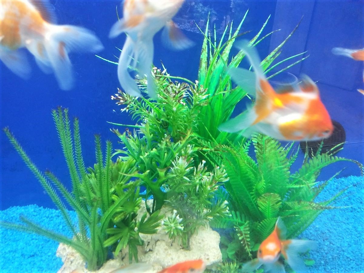 Aquarium mit Zierfischen